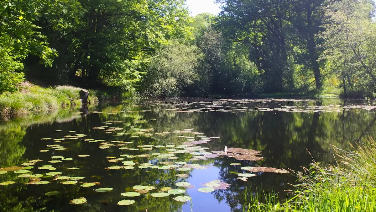 Etang du Puy du Boeuf(Champnétery) - Mai 2025