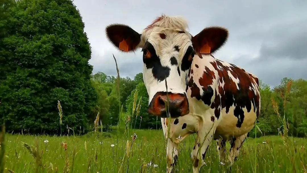 Ferme Moulin Rousset vache