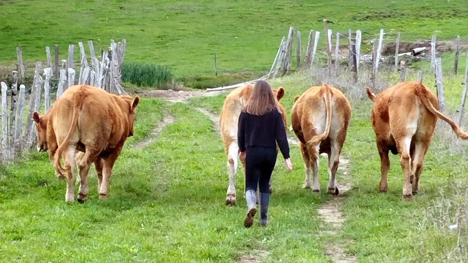 Ferme de la chasse limousines