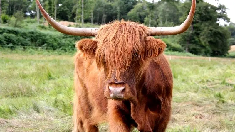 Ferme-des-Highlands