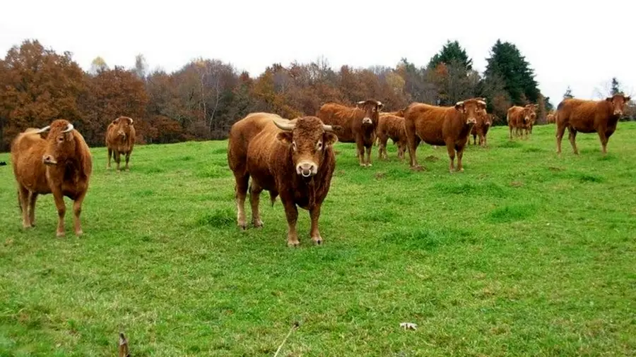 Ferme la Courrière Bovins