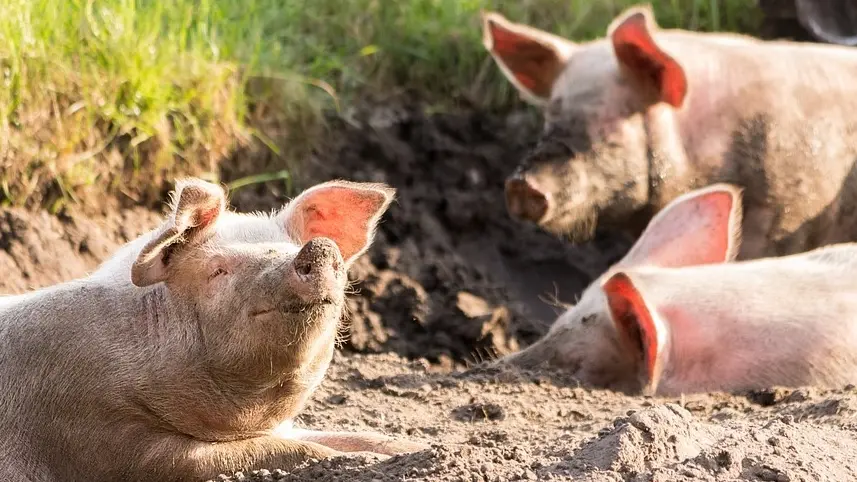 Ferme les ptits bio Cochon