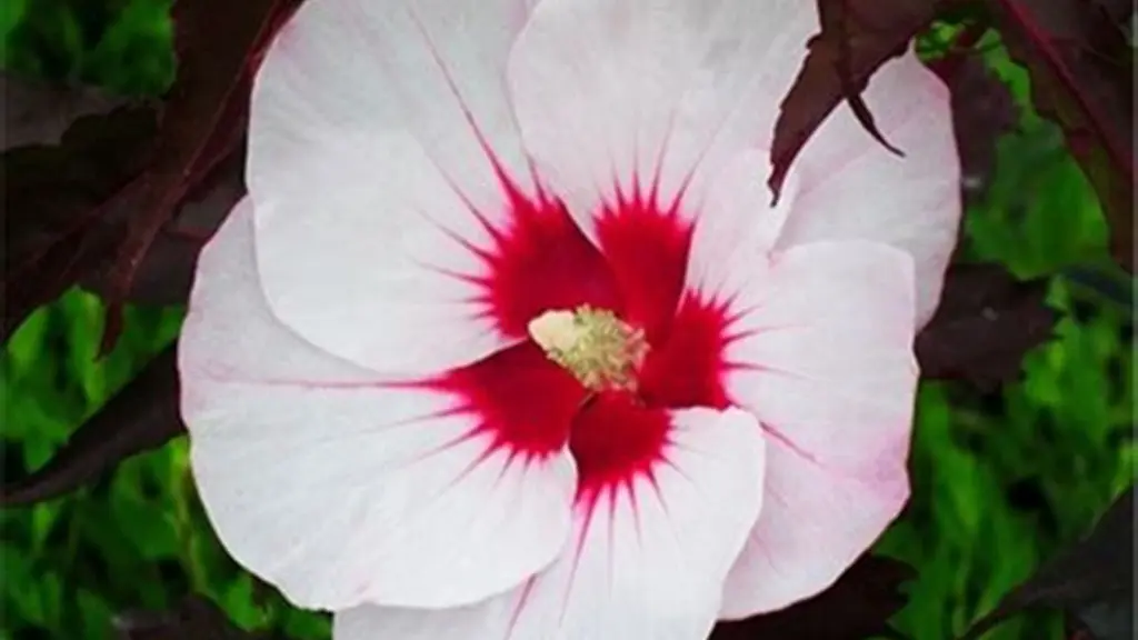 Hibiscus-moscheutos