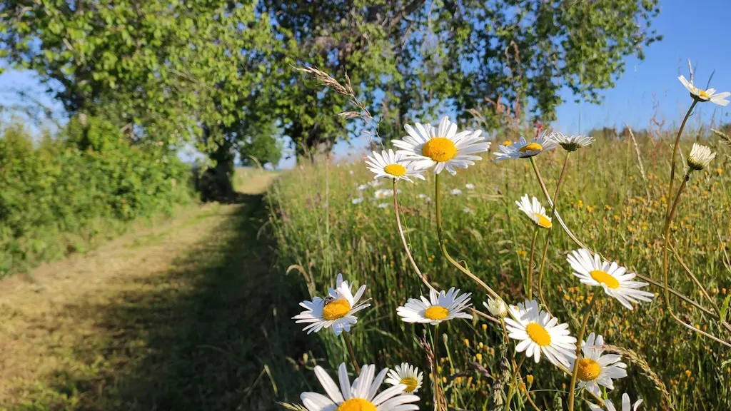 Sur le chemin de Fleurat (Saint-Méard)