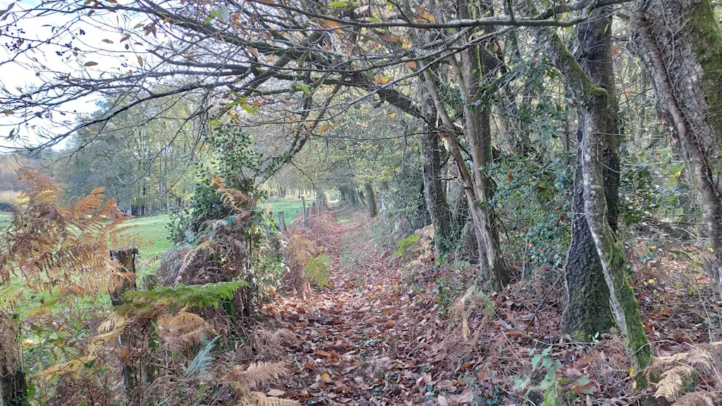 Sur le chemin de Ligonat (Saint-Méard)