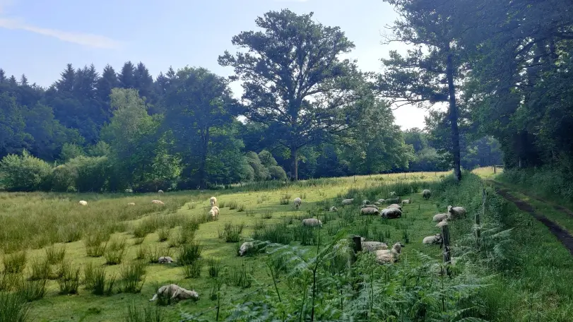Prairie_mouton_vélo_Rochechouart