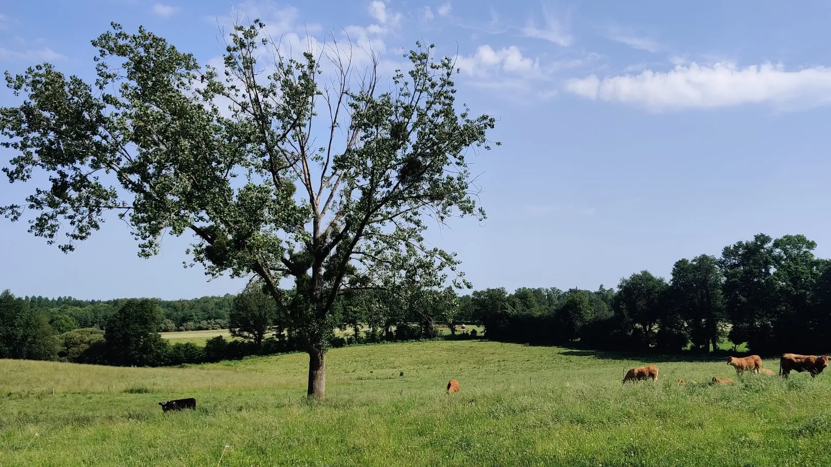 Arbre_vache_Chéronnac_velo