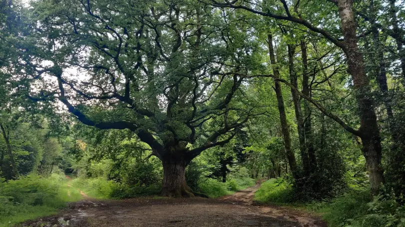 Chene_de_bramefan_Rochechouart_vélo