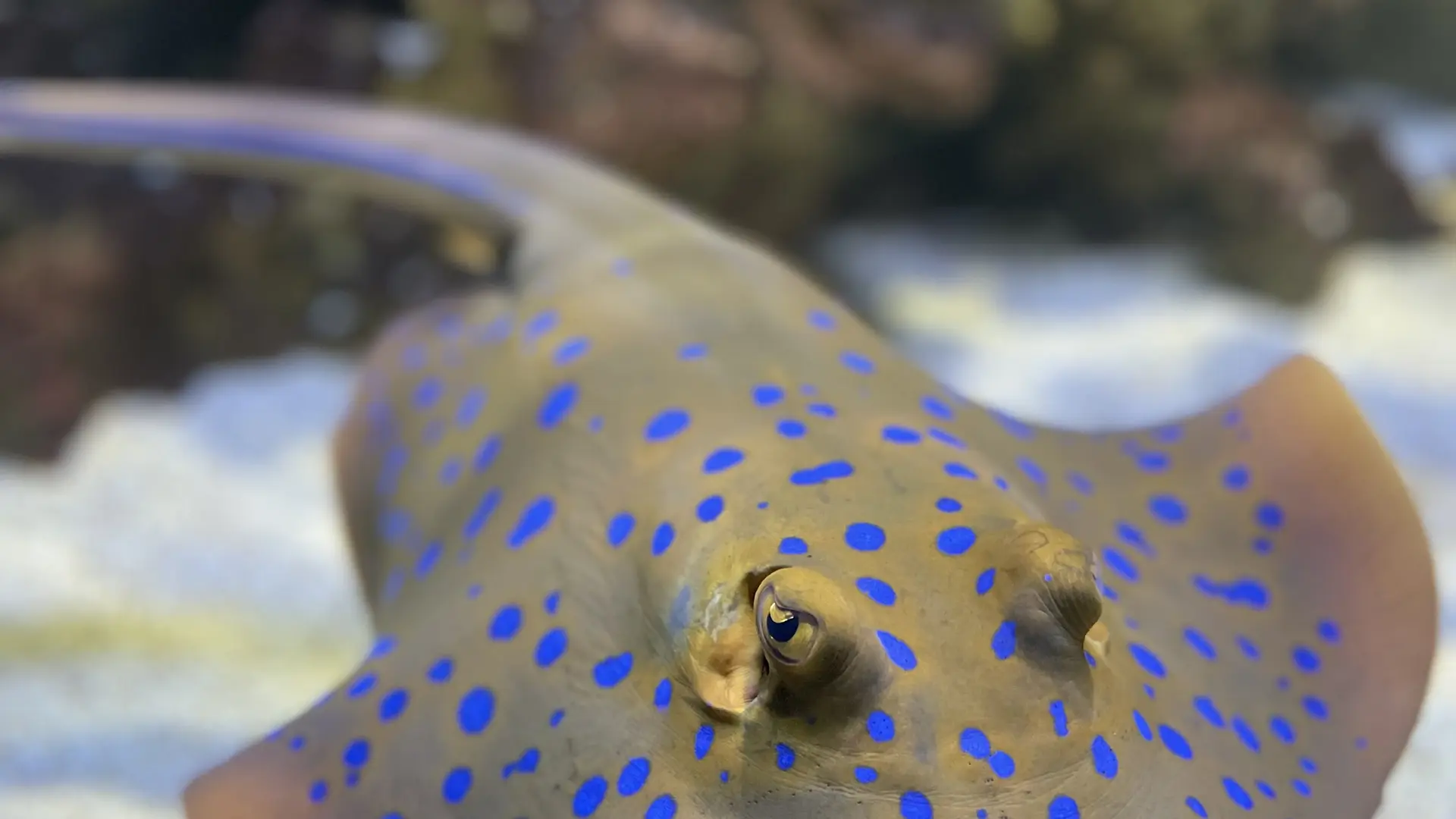 Aquarium du Limousin 7