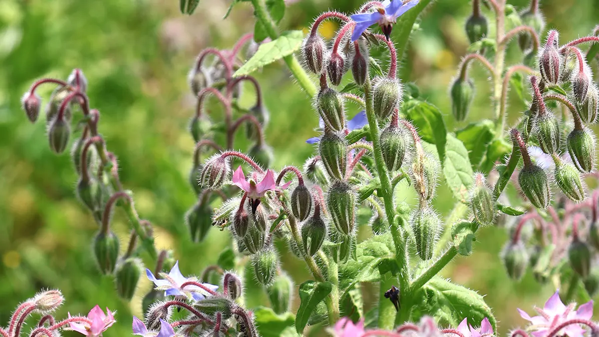 Jardin d'Arrel (3)