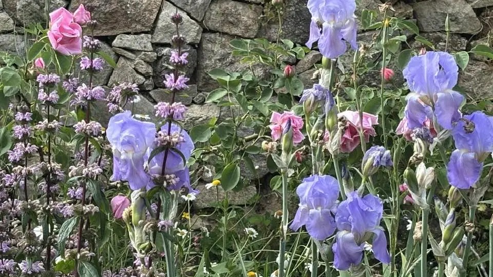 Jardin formel2_château Losmonerie