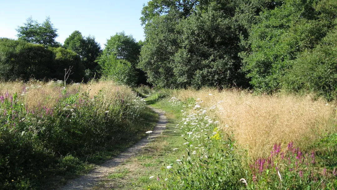 Lande humide de Grossereix en été