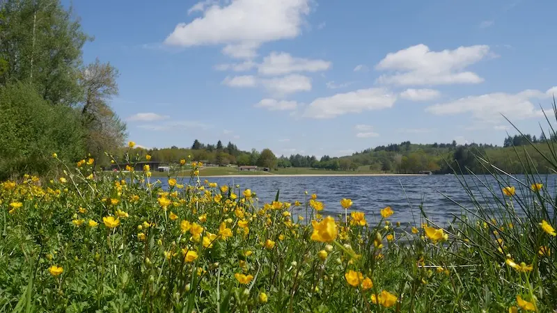 Lac de Saint-Pardoux fleurs jaunes