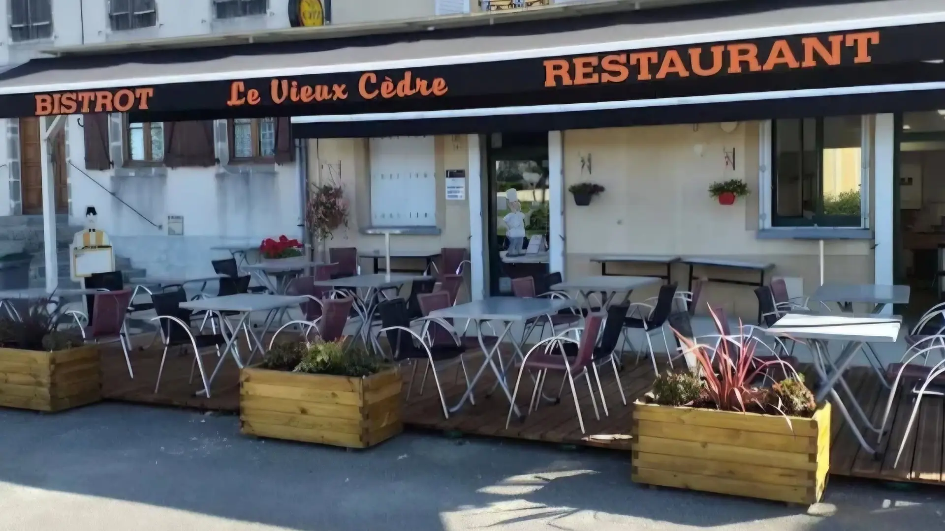 Le vieux Cèdre - Le Dorat
