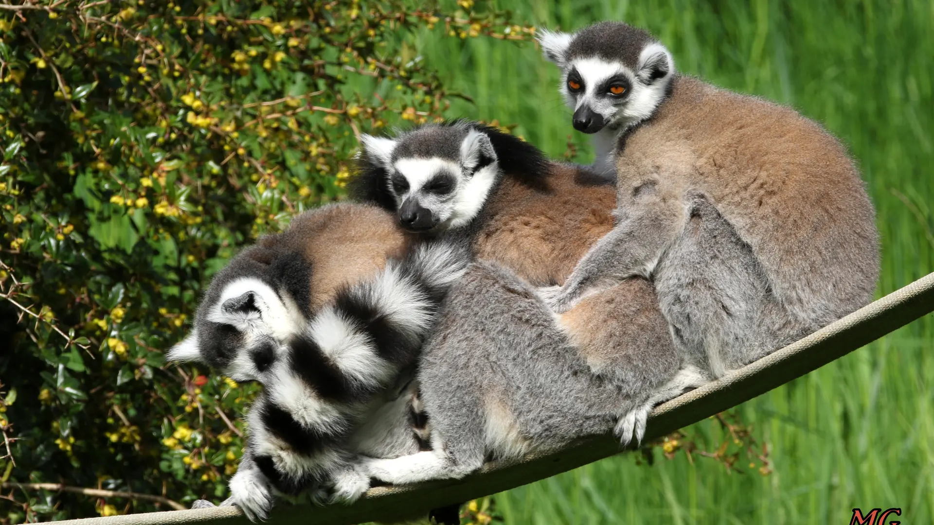 Lemurs cattas_1