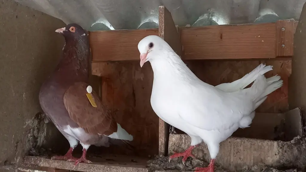 Les pigeonneaux du Moulin La Meyze