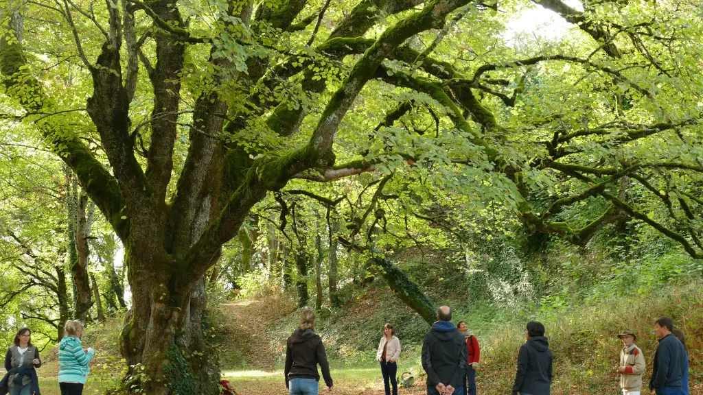 bain de nature avec les arbres