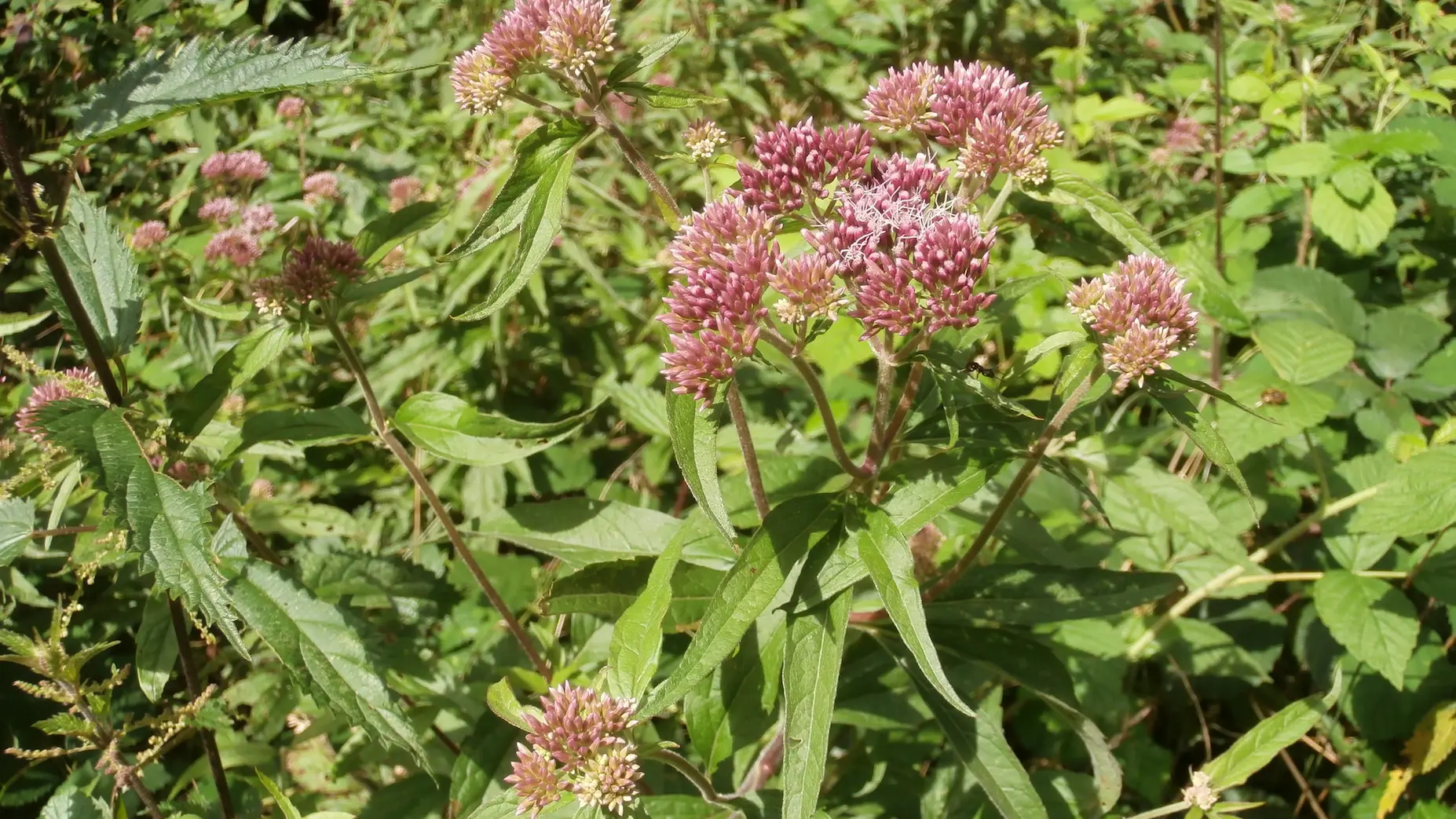 Circuit du mont Larron - Eupatoire chanvrine