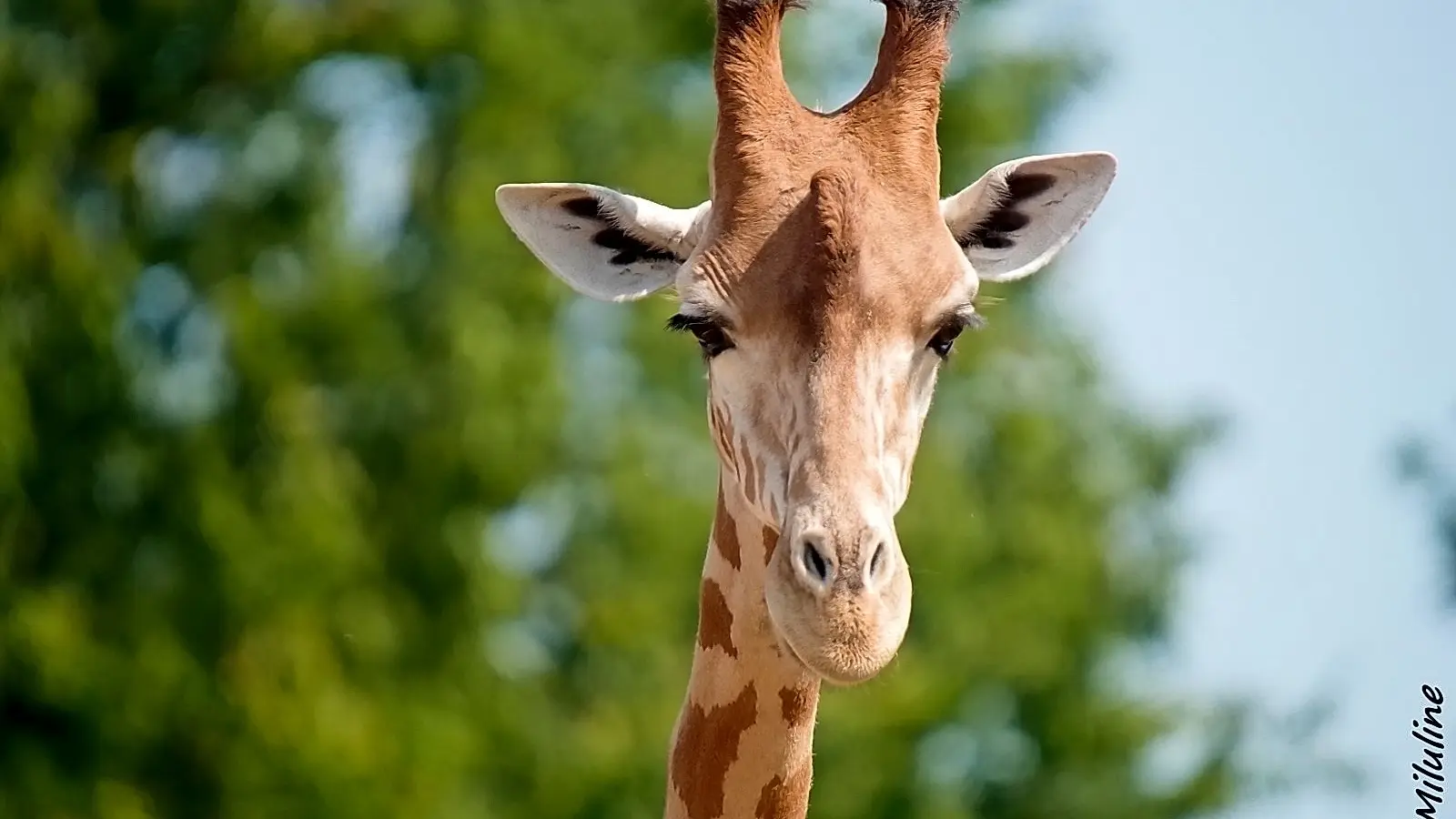 Parc Zoo du Reynou - Girafe