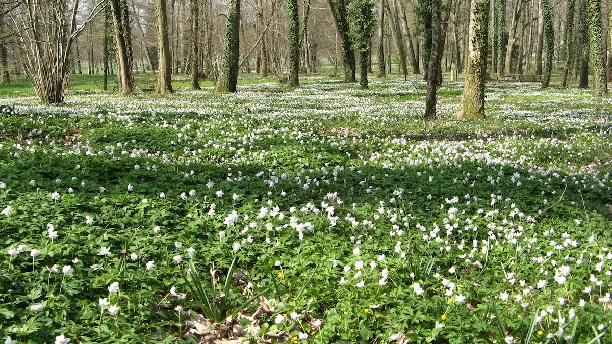 Parc du Mas Jambost une belle journée d'avril