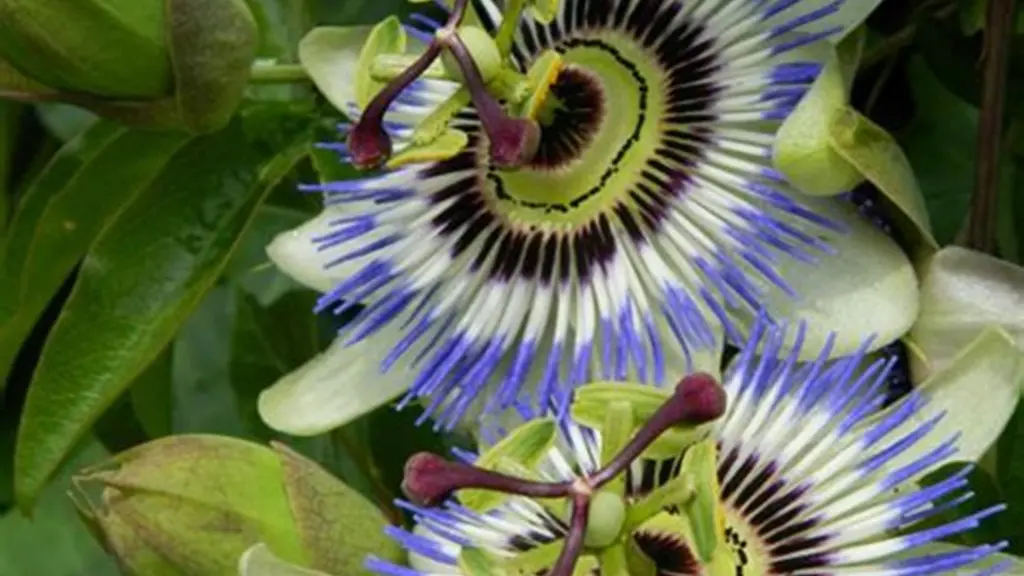 Passiflora-caerulea