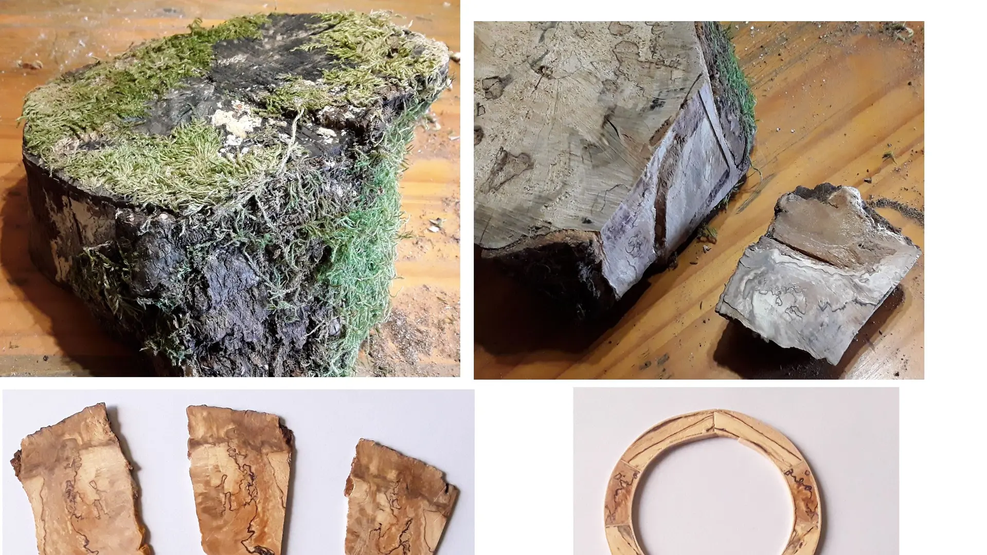 Robin Hubert-souche-hetre1