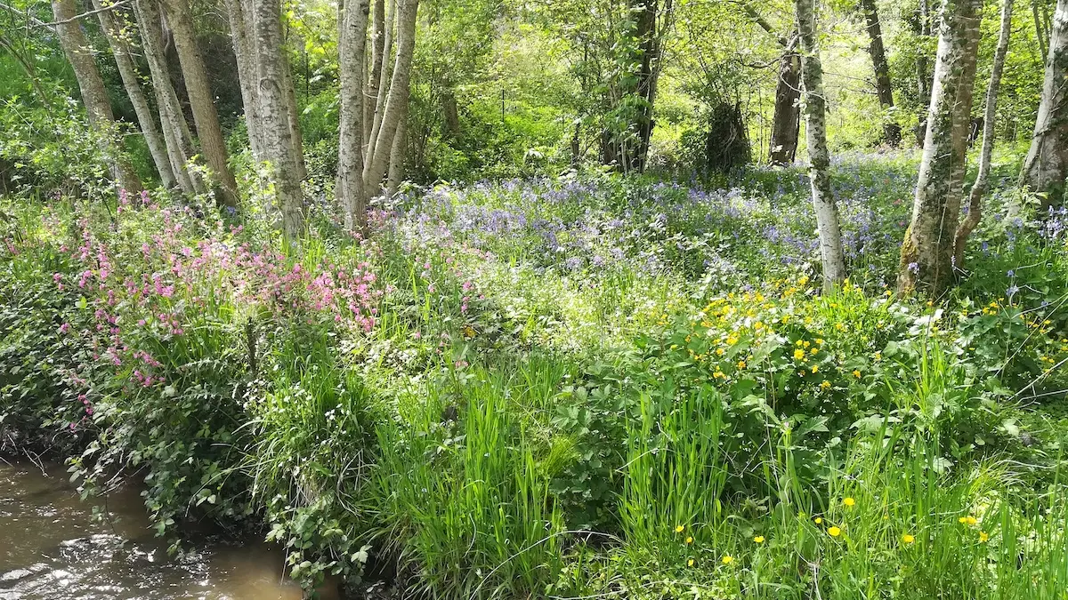 Ruisseau du Chamberet au printemps