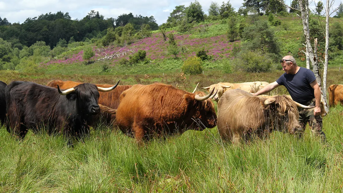 SAINT LEGER LA MONTAGNE vaches Highlands à la tourbière