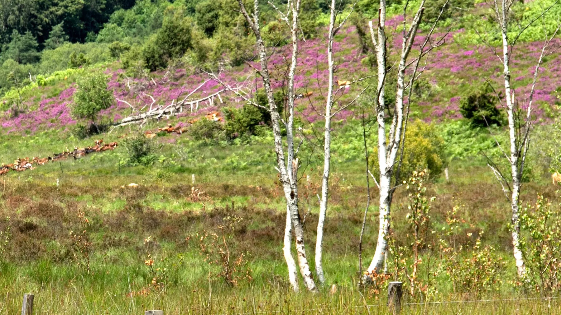 Tourbière des Dauges