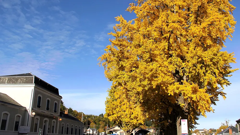 SAINT SULPICE LAURIERE Gingko jaune