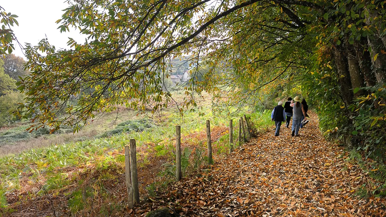 SAINT SYLVESTRE   Chemin des moines