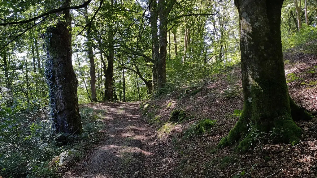 Chemin de Rouilhac à Saint-Priest bordé de hêtres (Sainte-Anne-Saint-Priest)