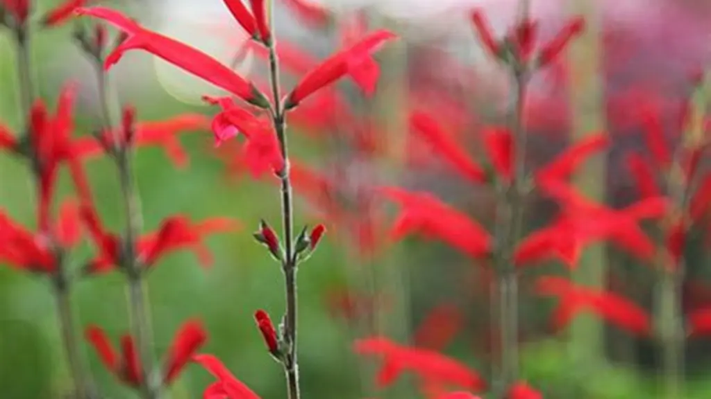 Salvia elegans Tangerine