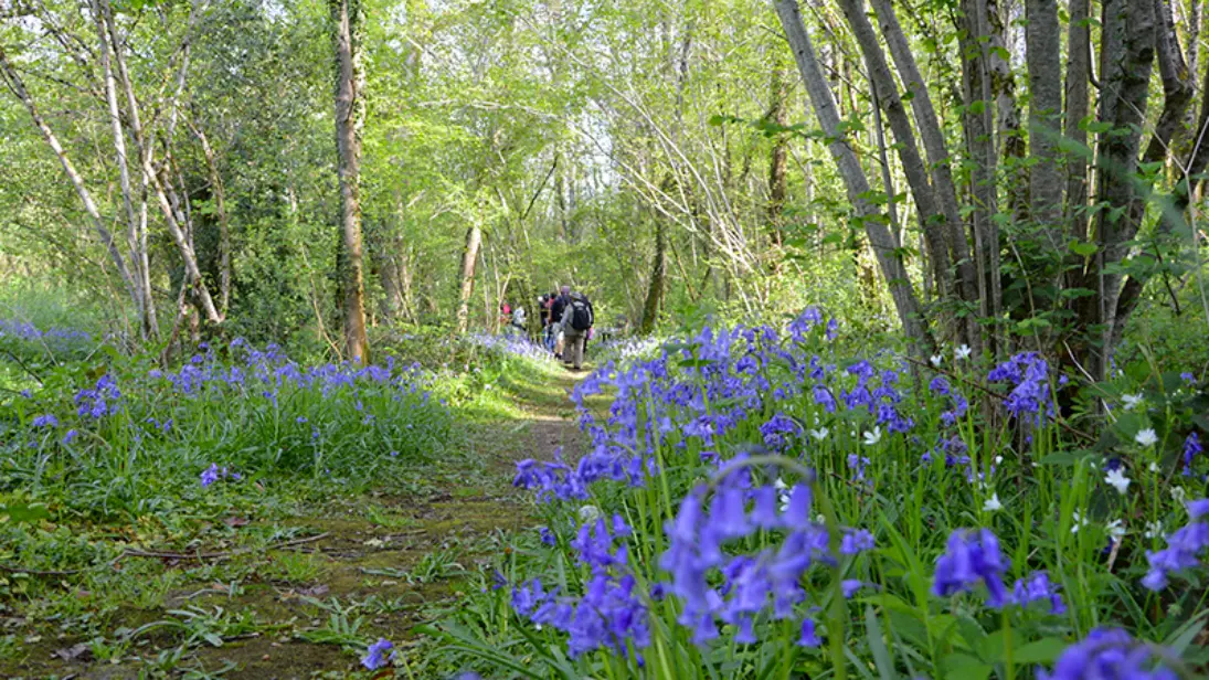 Sentier-Musical-Pageas_fleurs©Clotilde-Benni