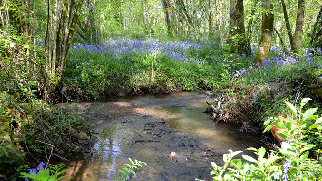 Sentier-Musical-Pageas_ruisseau©Clotilde-Benni