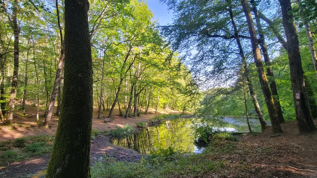 Terra aventura Forêt des Loges