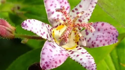 Tricyrtis Pink Freckles