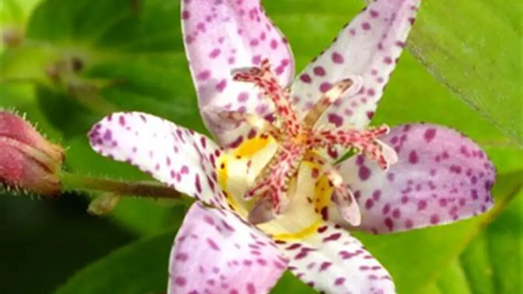 Tricyrtis--Pink-Freckles©La-Noyeraie