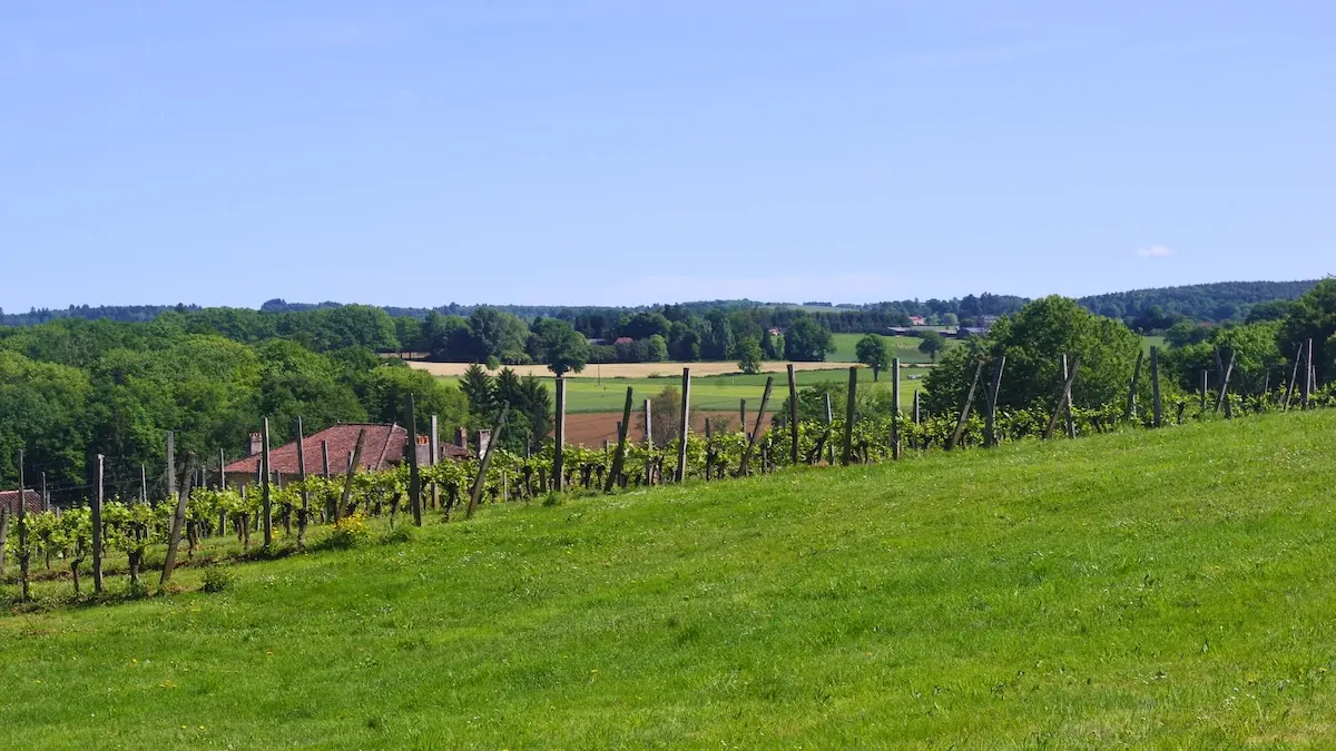 Vigne du Repaire Tardivet (St-Léonard-de-Noblat) - Mai 2025