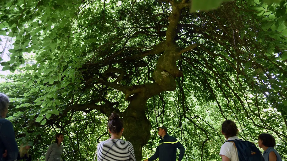 Visite arboretum domanial avec l'office national des forêts