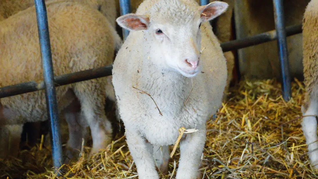 agneau-la-ferme-des-feuillardiers-les-cars