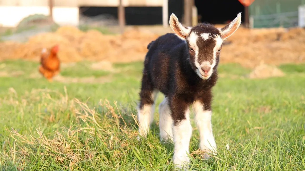 caenhillcc-goat