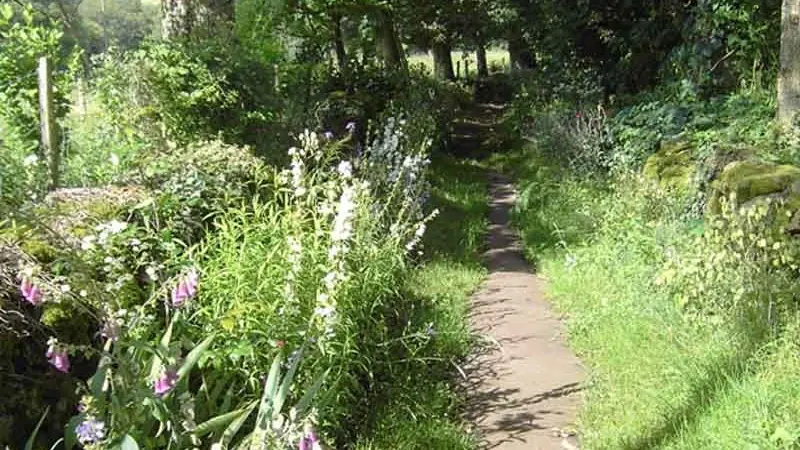 Le chemin de l'Osmonde Royale_1