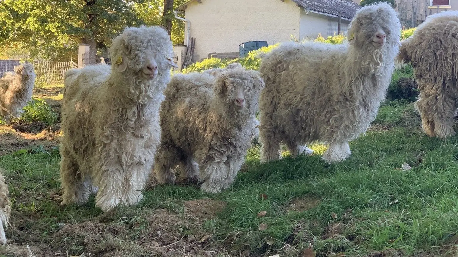 chèvre
