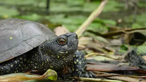 cistudes-la-Mazère
