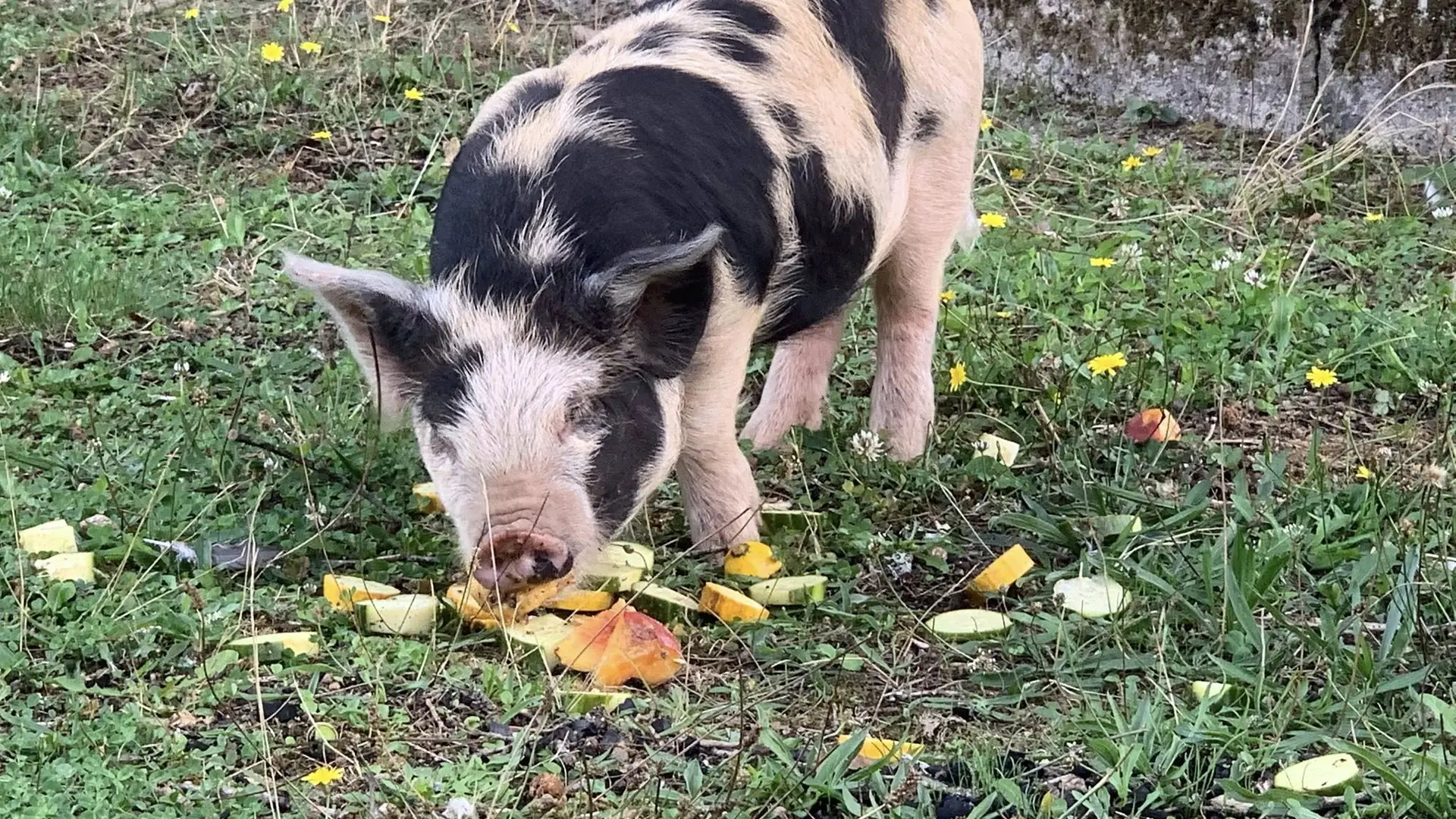 cochon