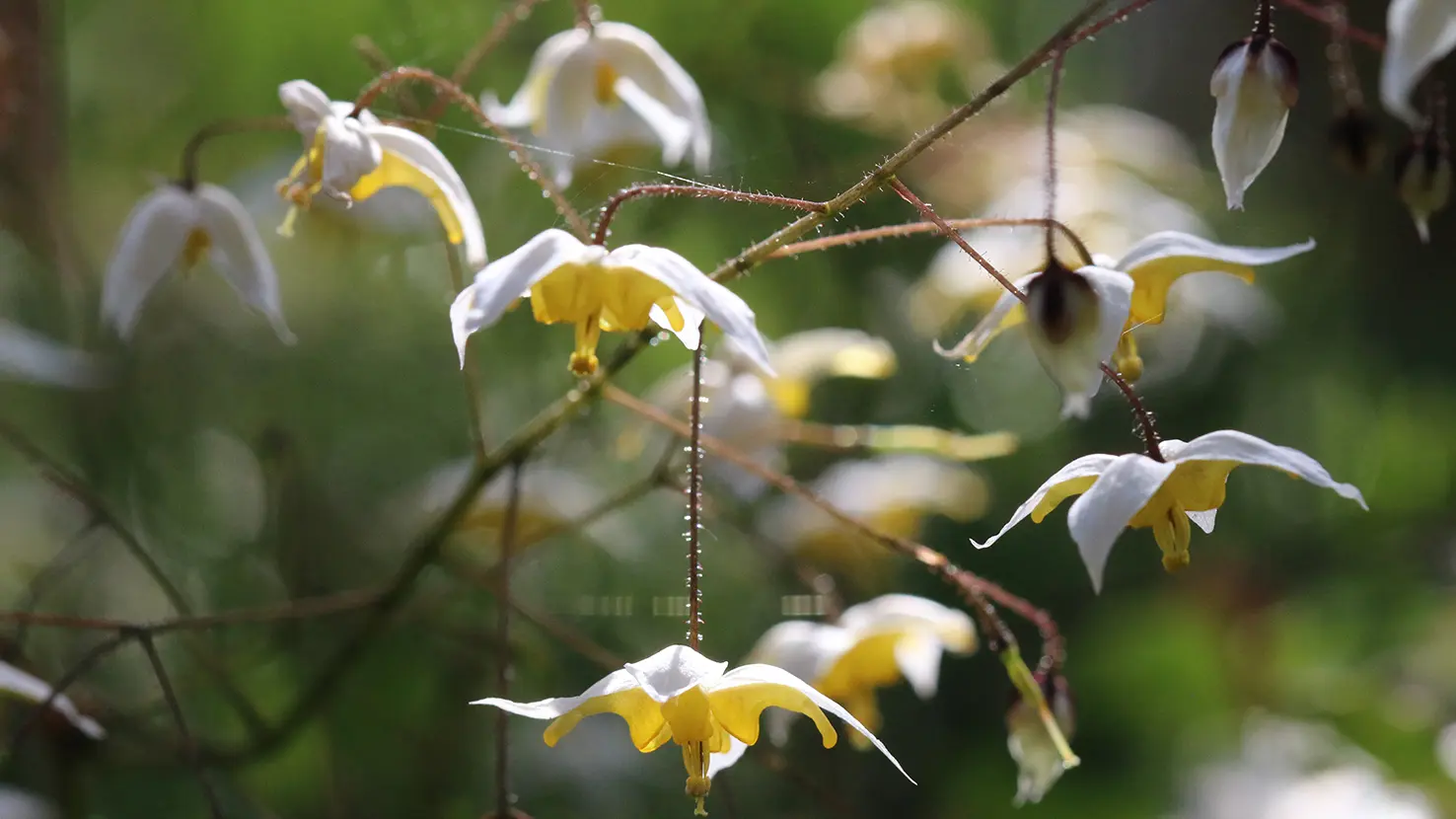 epimedium