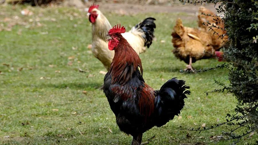 fermebesse Coq