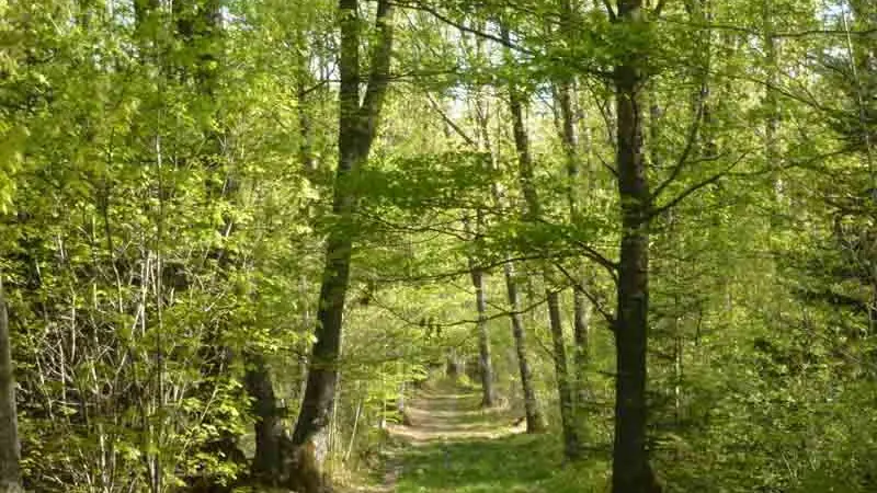 Forêt des Vaseix Sentier La promenade de l'étang_4