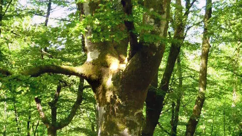 La balade du Grand murin